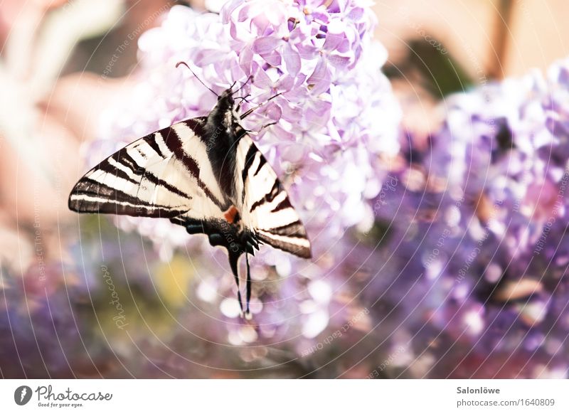 Sail butterfly meets lilac Animal Butterfly Wing 1 Flying Fragrance Violet White Environment Environmental protection Elegant Lilac Summer Beautiful