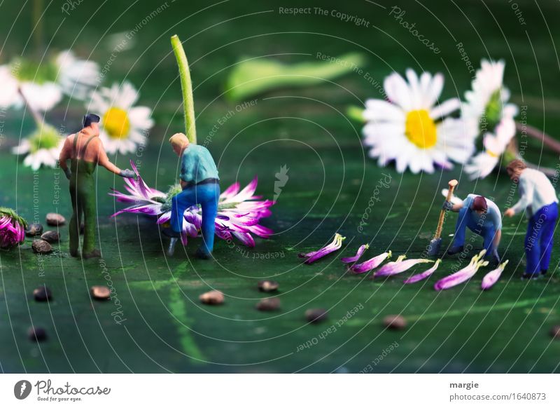 Miniwelten - Daisy harvest Work and employment Profession Gardening Workplace Agriculture Forestry Human being Masculine Man Adults 4 Nature Plant Flower Leaf