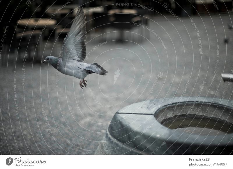 dove Colour photo Exterior shot Day Central perspective Animal Pigeon 1 Stone Water Animal tracks Flying Idyll
