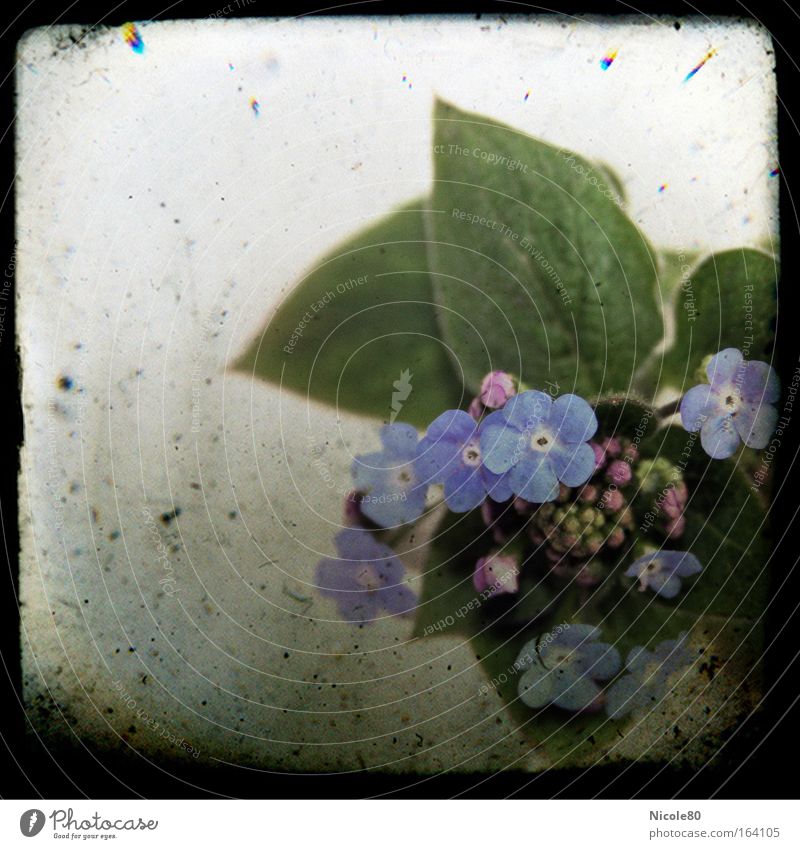 Poetry Album II Friendship book Cliche Blue Forget-me-not Memory Remember Plant Blossom Spring flowering plant Slide Frame Old Retro Colours Pallid Kitsch
