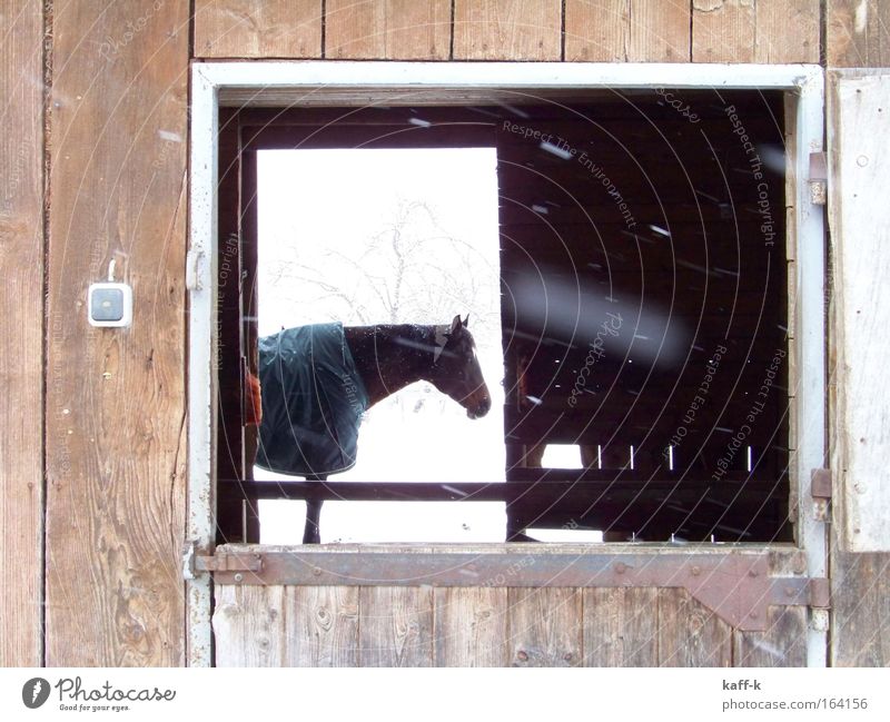 through-view Colour photo Exterior shot Day Flash photo Animal Horse 1 Wood Calm Winter Snow Looking