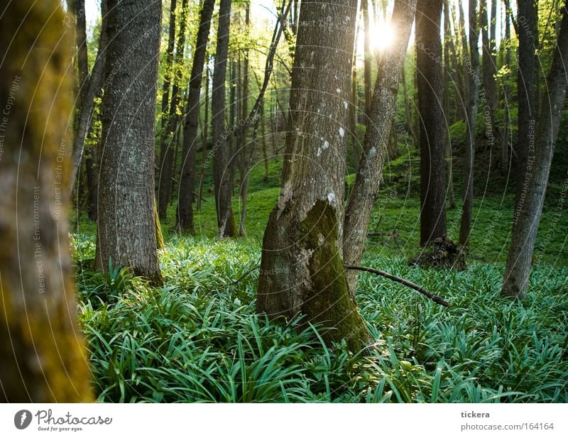 Forest in spring Colour photo Exterior shot Deserted Day Light Sunlight Sunbeam Back-light Calm Nature Landscape Plant Spring Beautiful weather Tree Grass