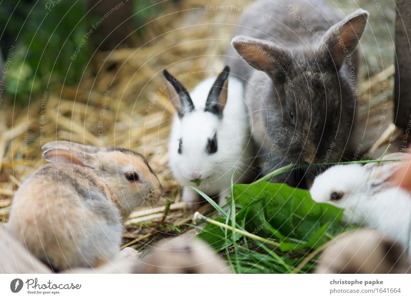 That's why there's straw Animal Pet Hare & Rabbit & Bunny Group of animals To feed Cute Love of animals Eating Barn Feeding Easter Hay Colour photo