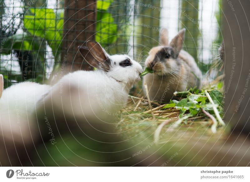Two branch rabbits nibbling on hay in stable Animal Pet Animal face Pelt Petting zoo 2 Pair of animals To feed Cute Sympathy Friendship Together Love