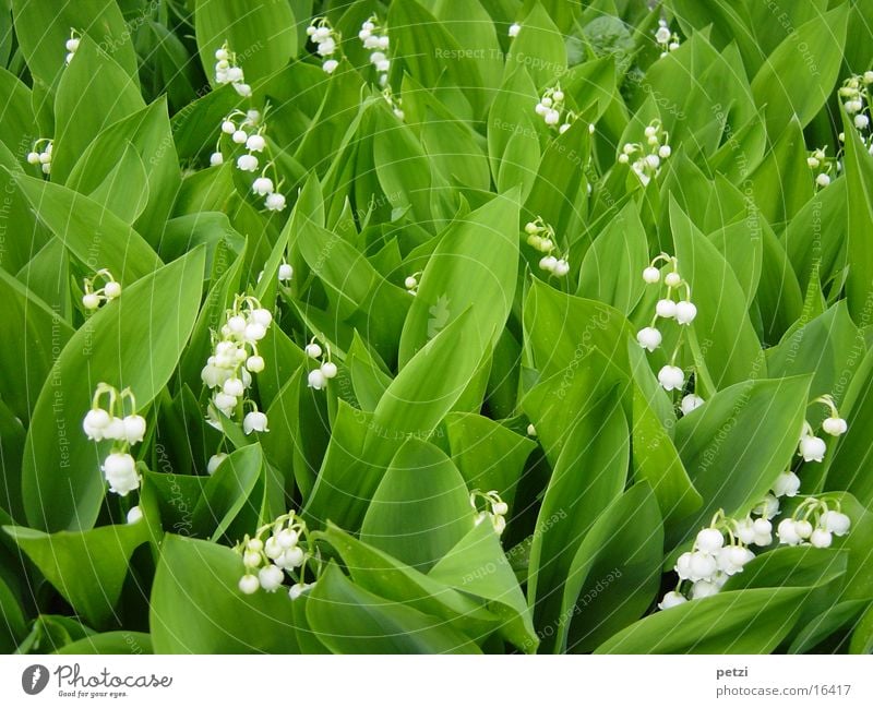 lily of the valley field Flower Leaf Point Many Green White Multiple Bell Colour photo Multicoloured Exterior shot Detail Bird's-eye view