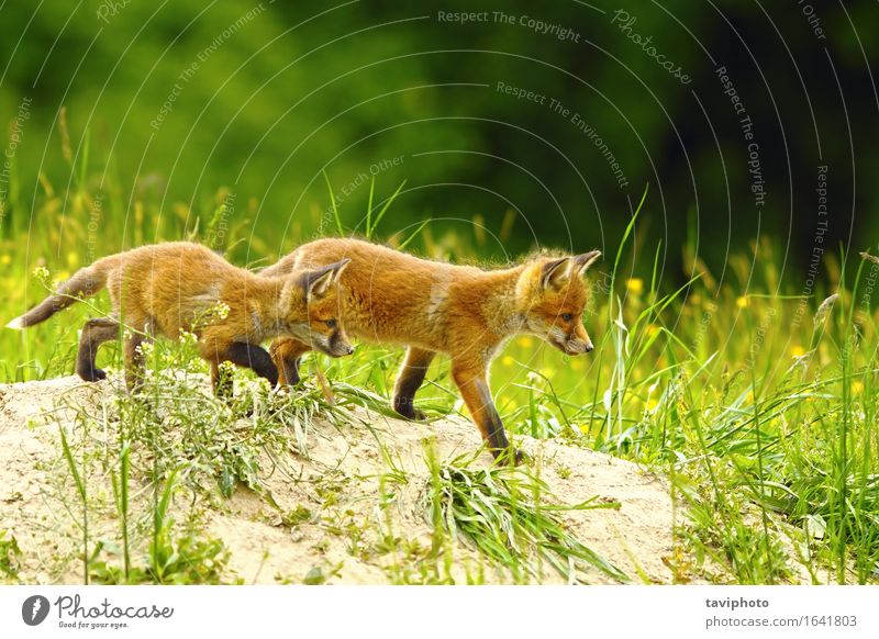 big brother fox Joy Happy Beautiful Playing Baby Family & Relations Friendship Infancy Nature Animal Old Together Small Near Cute Wild Red vulpes cubs Fox