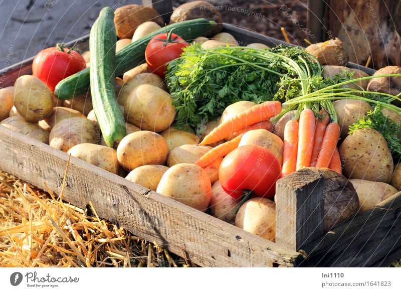 colorful vegetable box Food Vegetable Herbs and spices Potatoes Tomato Cucumber Carrot Nutrition Organic produce Vegetarian diet Healthy Life Eating