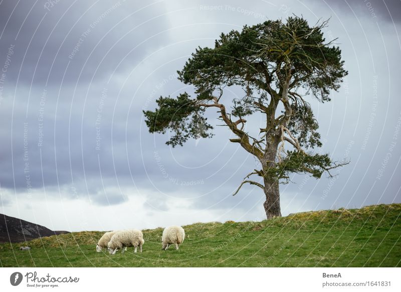 sheep Eating Agriculture Forestry Environment Nature Landscape Plant Animal Clouds Storm clouds Bad weather Tree Meadow Field Hill Scotland Deserted Farm animal