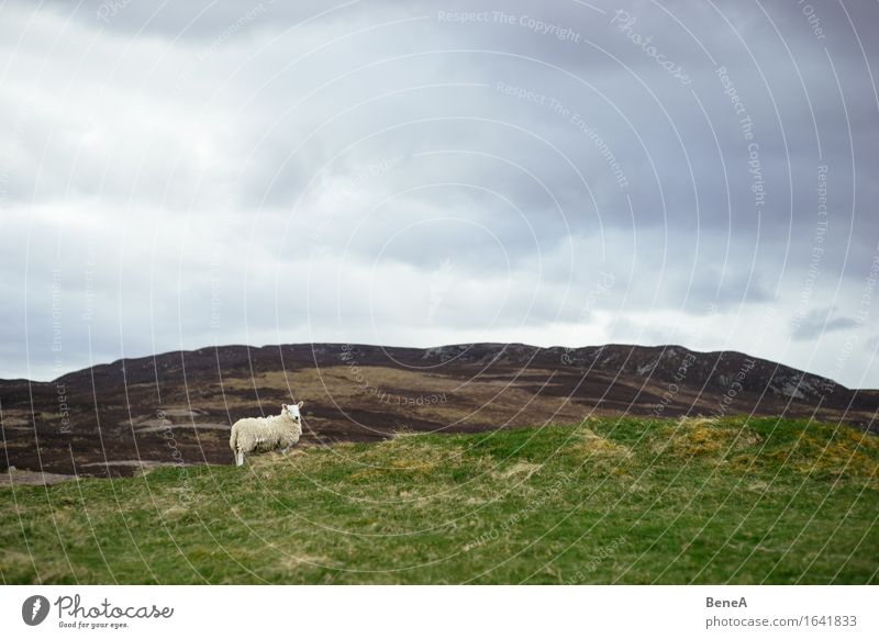 sheep Agriculture Forestry Environment Nature Landscape Plant Animal Sky Clouds Storm clouds Bad weather Grass Field Hill Scotland Deserted Farm animal Sheep 1