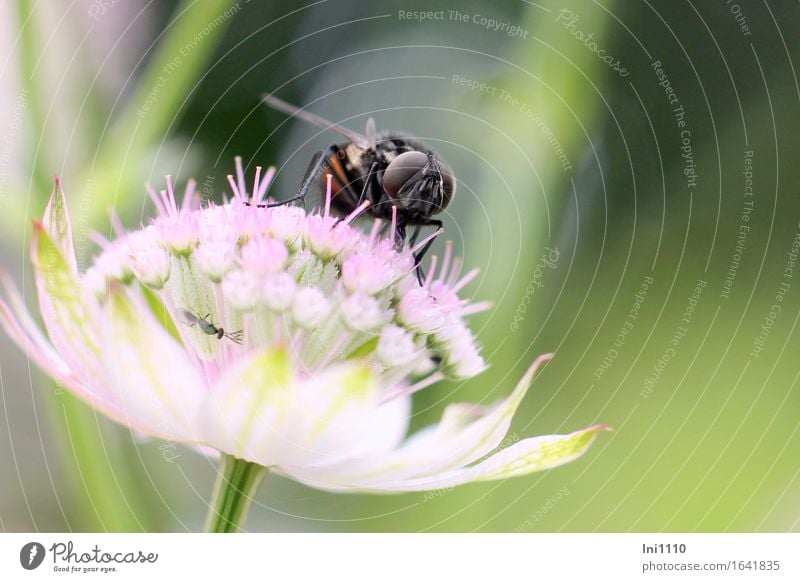 2 insects on a flower Environment Nature Plant Animal Summer Autumn Beautiful weather Flower Garden Park Wild animal Fly Animal face Grand piano Insect Observe