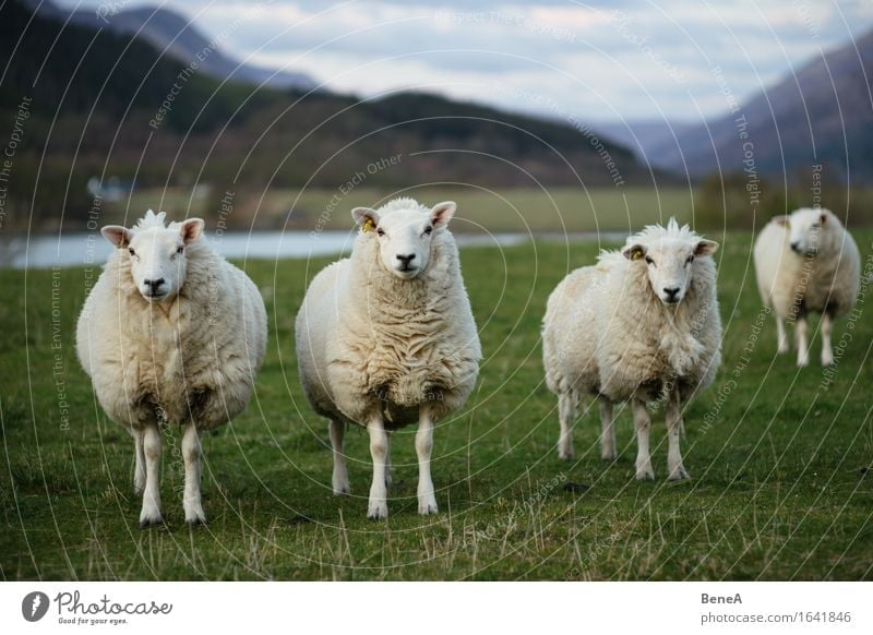 sheep Agriculture Forestry Environment Nature Landscape Plant Animal Grass Meadow Field Scotland Deserted Farm animal Sheep Flock 3 Group of animals Herd