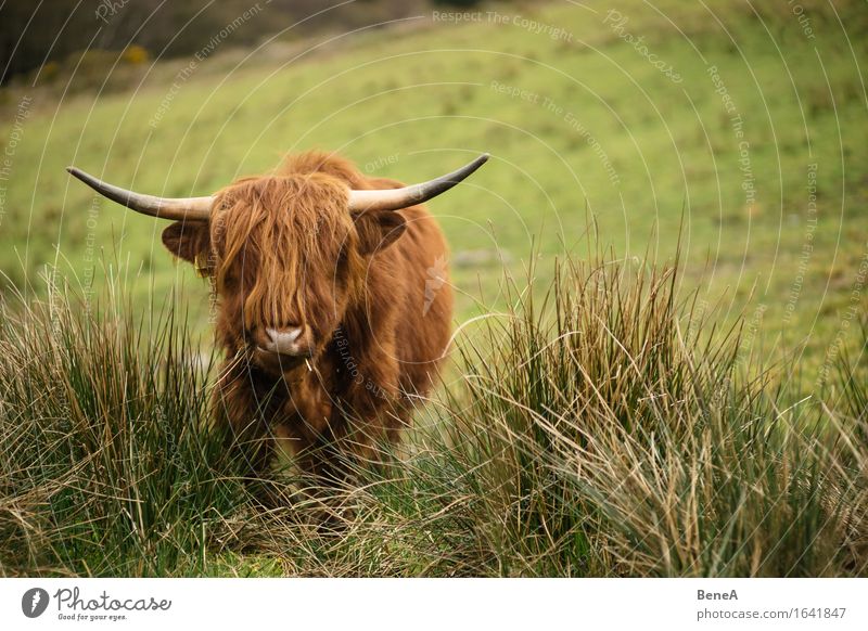 moo Environment Nature Landscape Plant Animal Grass Meadow Field Hill Scotland Deserted Hair and hairstyles Farm animal Cow Highland cattle Pelt Antlers 1