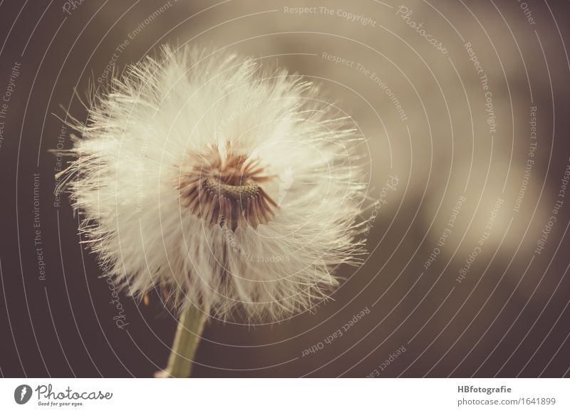 dandelion Nature Plant Flower Dandelion Romance Sadness Grief Loneliness Dreamily Seed Colour photo Exterior shot Copy Space right Day Blur