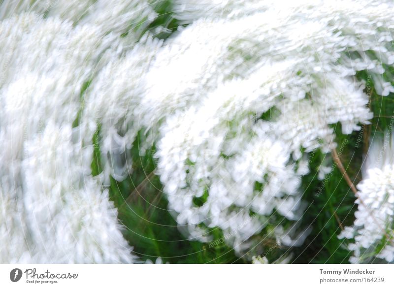 spin cycle Abstract Motion blur Nature Plant Spring Summer Beautiful weather Gale Flower Bushes Blossom Foliage plant Movement Blossoming White Spring fever