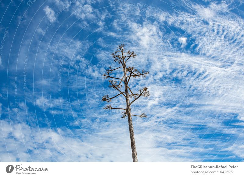 cloud patterns Environment Nature Plant Sky Clouds Blue Brown Gray White Cactus Blossoming Clouds in the sky Veil of cloud Pattern Structures and shapes Tree