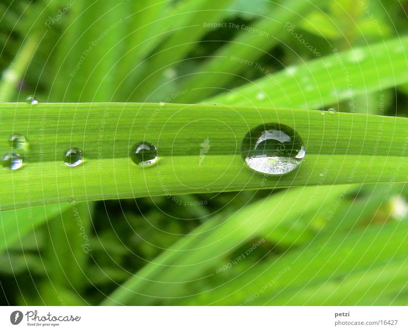 Drip, drip, drip. Rope Drops of water Rain Leaf Green Furrow Wide caught Colour photo Exterior shot Detail Macro (Extreme close-up) Deserted Copy Space top