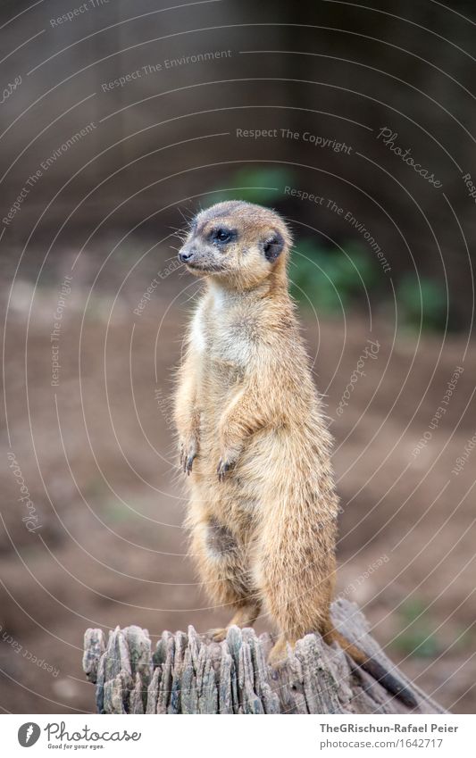 The Watchmen Animal 1 Brown Gray Green Black White Tree trunk Tree stump Meerkat Funny Impish Vantage point Testing & Control Guard Watchfulness Living thing