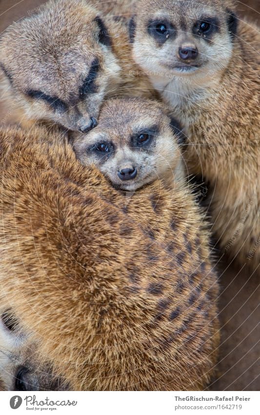friends Animal 3 Group of animals Brown Gold Gray Black Cuddling Soft Pelt Meerkat Love tease sb. Face Nose Snout Eyes Pattern Playing Animalistic Beautiful