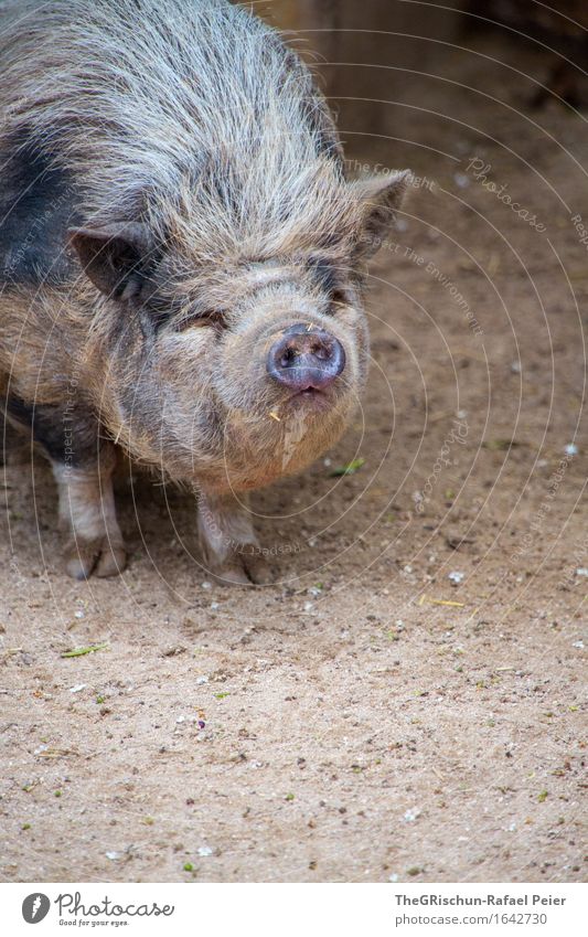 piggy Animal Farm animal Pelt 1 Brown Gray Black Silver Bristles Sow Swine Dirty Earth Overweight Fat Snout Animalistic Sincere Unathletic Pot-bellied pig Hoof