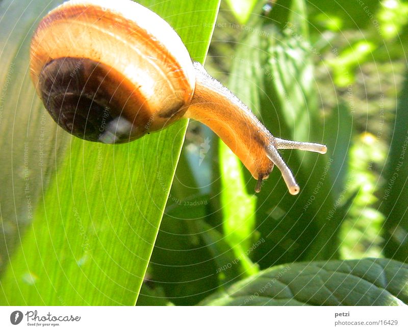 Look over there... Eyes Leaf Snail Green Feeler Shaft of light Snail shell Colour photo Multicoloured Detail Macro (Extreme close-up) Deserted Copy Space top