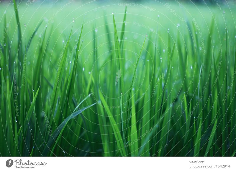 Grass Nature Plant Climate Fog Foliage plant Wild plant Fresh Green Colour Dew Colour photo Pattern Structures and shapes Morning Central perspective