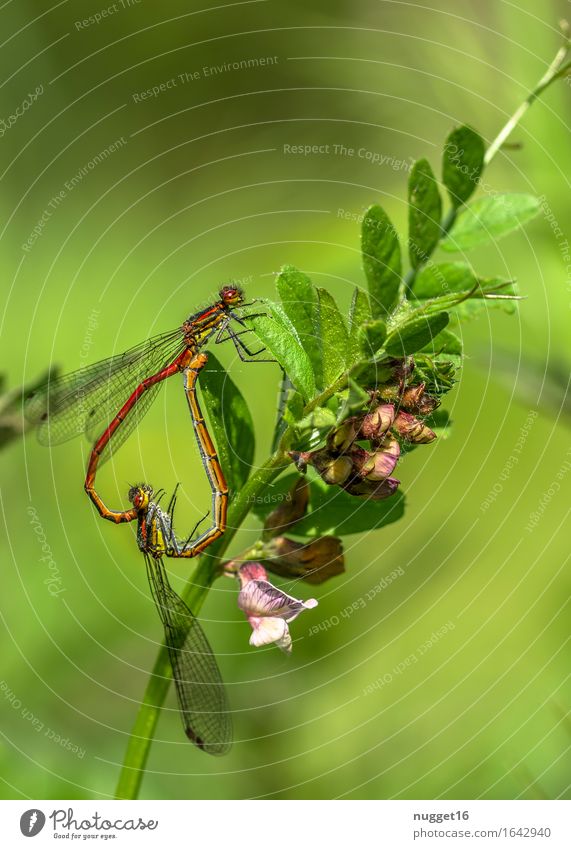 Mating of the early Adonisjungfer (Pyrrhosoma nymphula) Environment Nature Animal Wild animal Dragonfly Large red damselfly 2 Flying Beautiful Green Orange Red