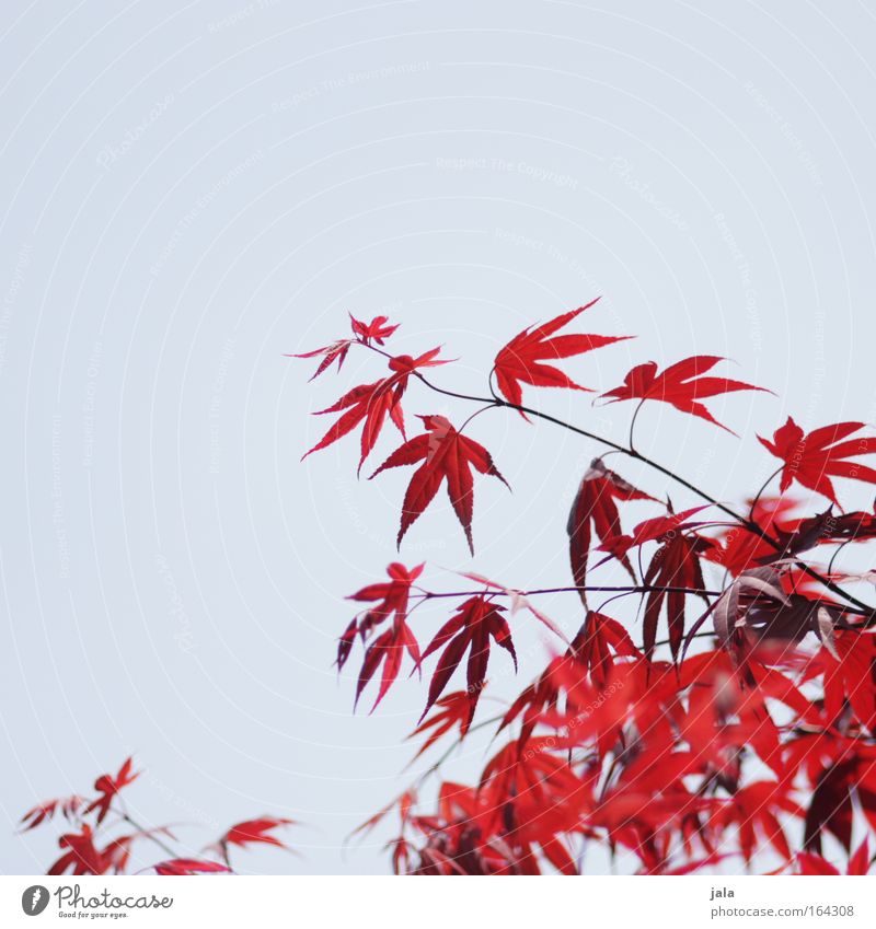 Japanese Maple Tree II Colour photo Exterior shot Deserted Copy Space left Copy Space top Day Sunlight Shallow depth of field Nature Plant Cloudless sky Spring
