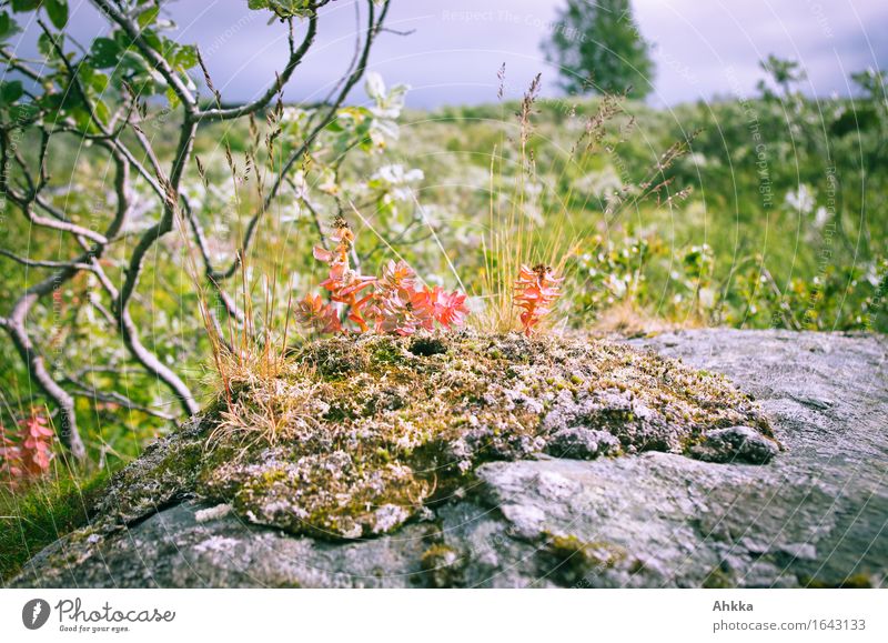 rose root Nature Animal Plant Bushes Moss Rock To dry up Colour photo Exterior shot Close-up Deserted Day Sunlight Central perspective