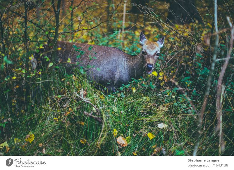 munching deer Animal Wild animal 1 Eating Forest Meadow Chew Nutrition forest life Colour photo Subdued colour Deserted Animal portrait