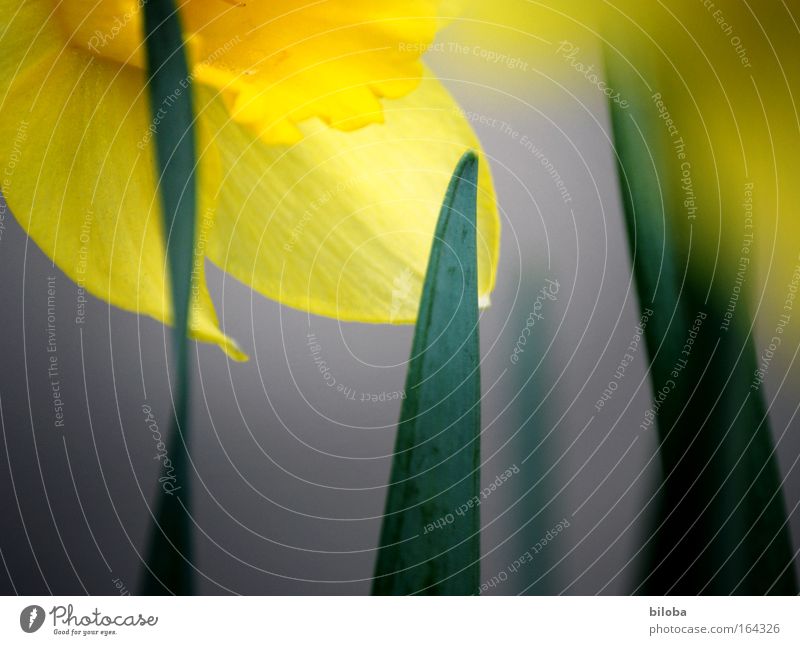 spring awakening Narcissus daffodil Colour photo Exterior shot Close-up Detail Deserted Copy Space right Copy Space bottom Shadow Sunlight