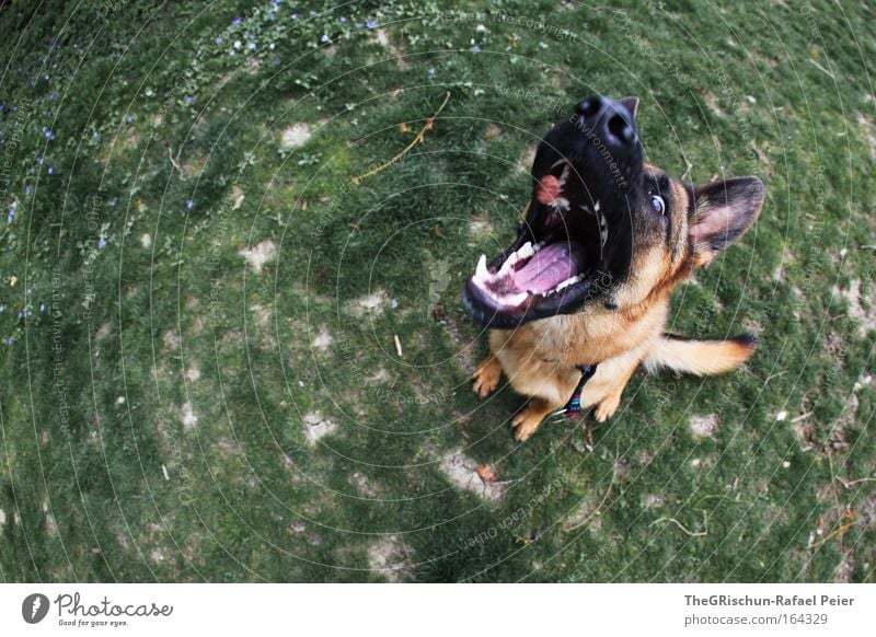 hungry dog Colour photo Exterior shot Aerial photograph Day Twilight Motion blur Bird's-eye view Animal Earth Pet Farm animal Wild animal Dog 1 Catch To feed
