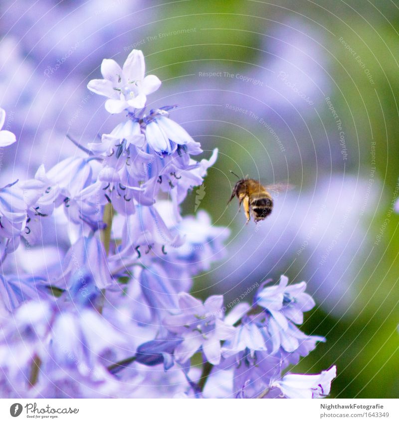 bee in approach Plant Spring Flower Hyacinthus Bee 1 Animal Movement Blossoming Flying Violet Nature diligence Colour photo Exterior shot Detail Deserted