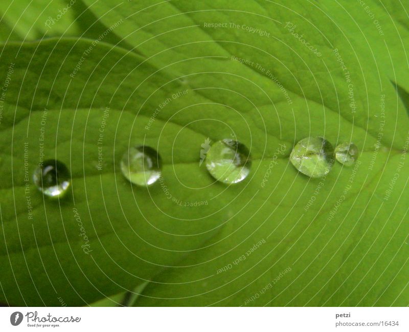 Drop in line and file..... Rope Water Drops of water Rain Leaf Green Rachis Furrow pearly Colour photo Exterior shot Detail Macro (Extreme close-up)