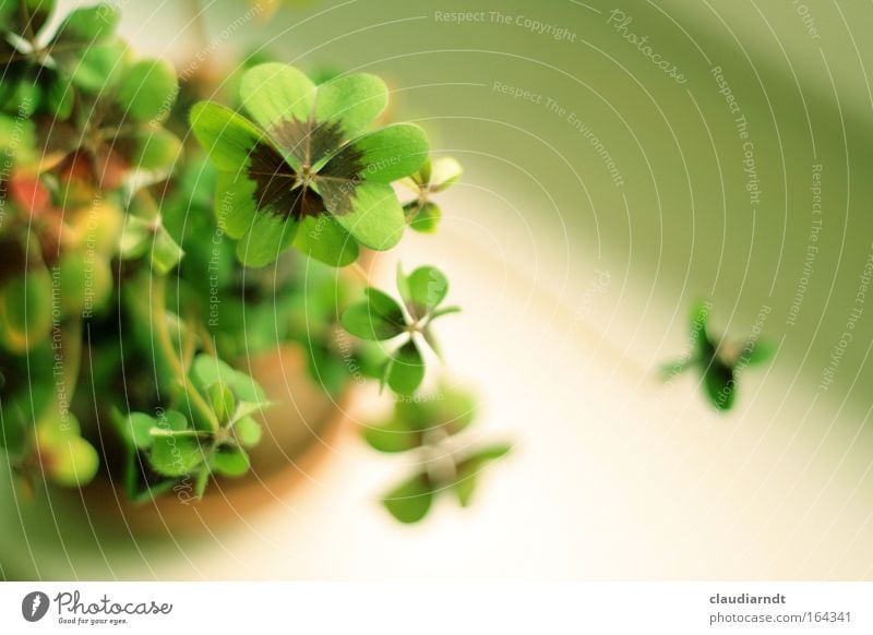 Green Happiness Colour photo Detail Copy Space right Day Shallow depth of field Bird's-eye view Plant Foliage plant Sign Happy Clover Cloverleaf
