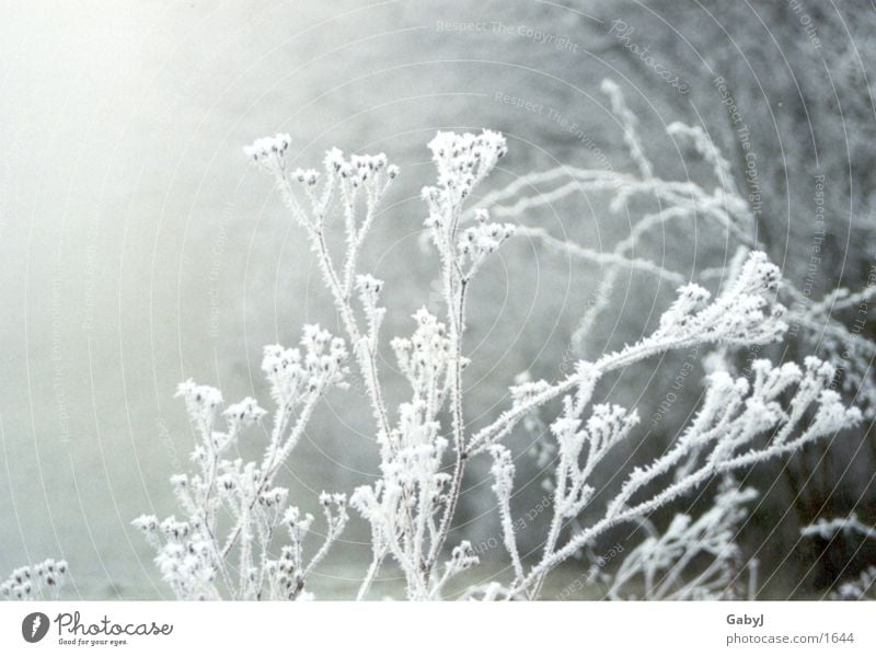 winter impressions Hoar frost Winter Fog Snowscape Cold Calm Express train White Ice Branch silence