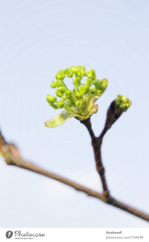 bud Colour photo Exterior shot Copy Space top Day Plant Spring Tree Bushes Foliage plant Blue Green Bud Spring day Make green Twig Twigs and branches