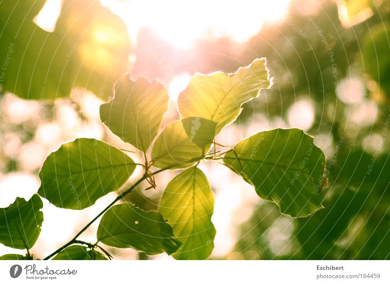 awake Freedom Sun Nature Plant Sunlight Spring Beautiful weather Warmth Leaf Relaxation Juicy Green Emotions Moody Joy Happiness Contentment Spring fever