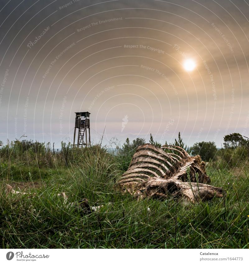 End, horse skeleton lies in the grass, high seat in the background, the sun shines in the sky Masculine 1 Human being Nature Landscape Plant Animal Sun Grass