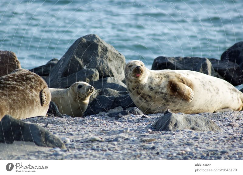 Cheeky seal Animal Wild animal "Seal seals lion sea lion sea lions mammal animals animal kingdom Animalistic Wildlife 3 Group of animals Adventure