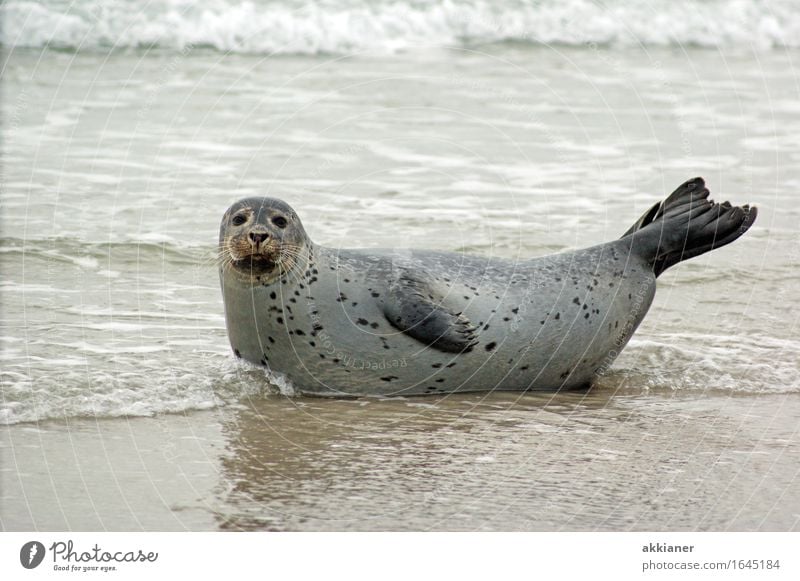 seal Environment Nature Landscape Animal Sand Waves Coast Lakeside Beach Wild animal "Seal seals lion sea lion sea lions mammal animals animal kingdom