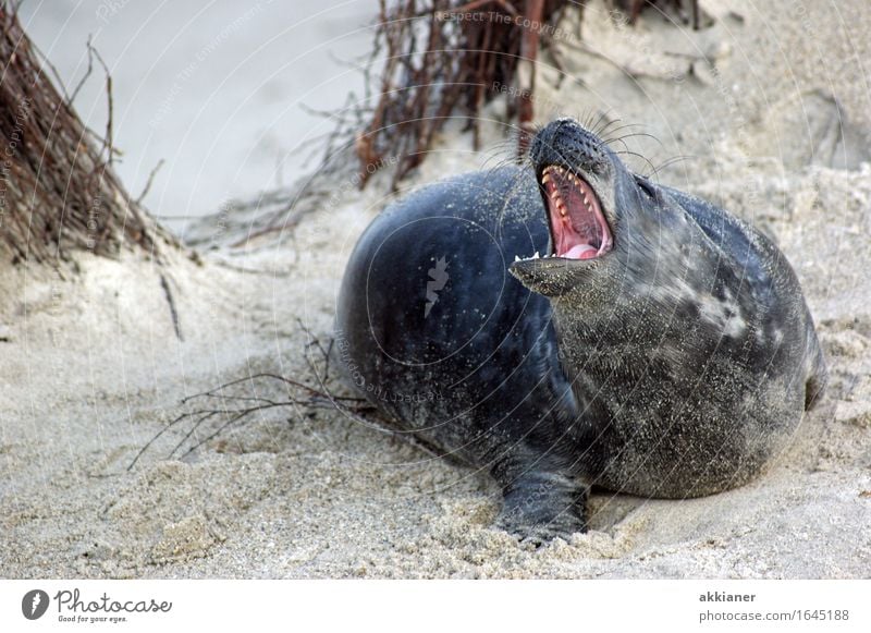 Stay off my back. Environment Nature Landscape Plant Animal Sand Beautiful weather Bushes Coast Beach Wild animal "Seal seals lion sea lion sea lions mammal