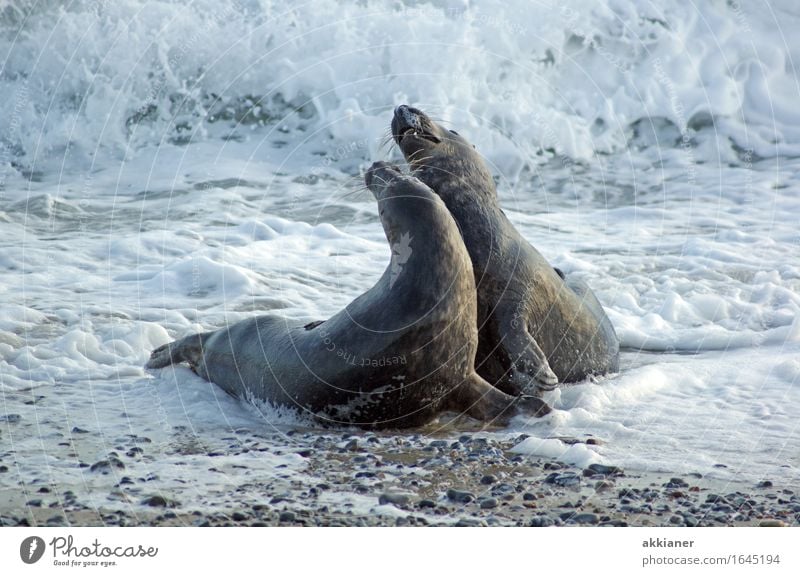 dance Environment Nature Animal Elements Water Winter Waves Coast Beach North Sea Ocean 2 Pair of animals Bright Near Wet Natural Gray Seals Mammal Harbour seal