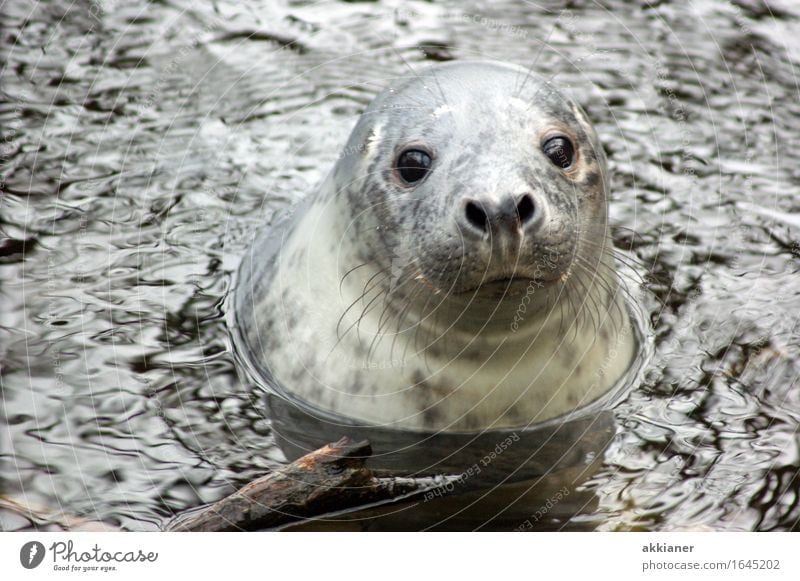 hello Environment Nature Animal Elements Water Winter Ice Frost Coast North Sea Ocean Wild animal Animal face 1 Free Near Wet Natural Gray Seals Seal cub