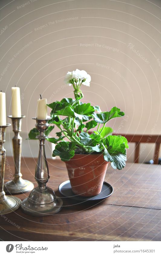 geranium Living or residing Flat (apartment) Decoration Table Plant Flower Pot plant Candle Esthetic Geranium Colour photo Interior shot Deserted Copy Space top