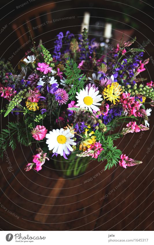 wild thing Living or residing Table Nature Plant Flower Bouquet Simple Fresh Beautiful Natural Wild Multicoloured Spring fever Colour photo Interior shot