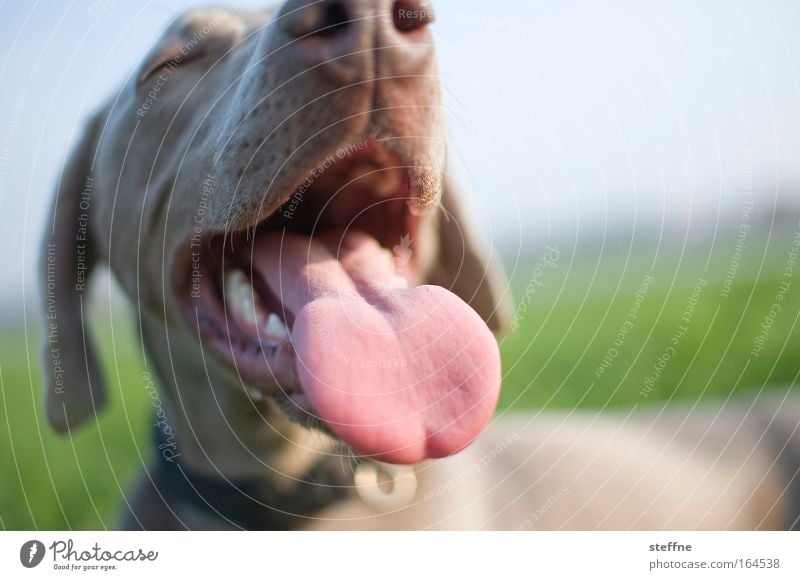 French kiss Colour photo Shallow depth of field Animal portrait Pet Dog 1 Breathe Disgust Funny Cute Joy Lick Tongue Snout Dog's snout