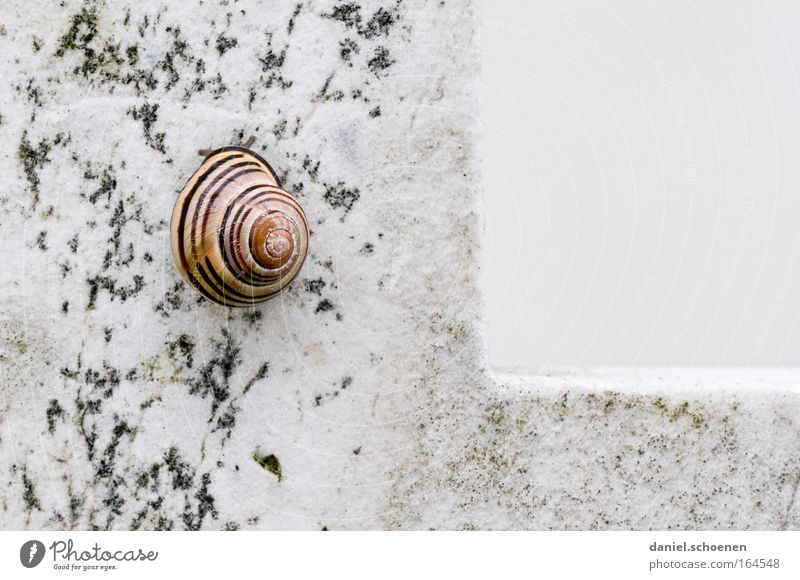 Snails on the cross Colour photo Subdued colour Exterior shot Close-up Detail Macro (Extreme close-up) Copy Space right Neutral Background Day Shadow Contrast