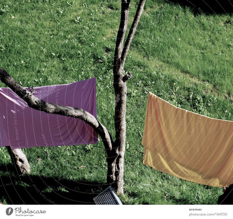 washing day Colour photo Subdued colour Exterior shot Deserted Morning Bird's-eye view Living or residing Garden Gardening Nature Summer Tree Meadow Yellow
