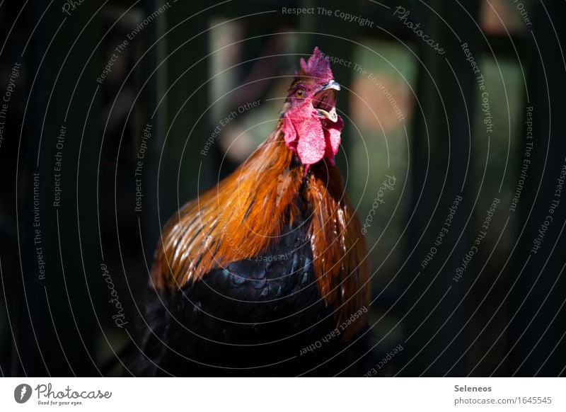 Get up! Animal Farm animal Animal face Rooster 1 Love of animals crow Loud Cockscomb Feather Colour photo Exterior shot Shallow depth of field Animal portrait