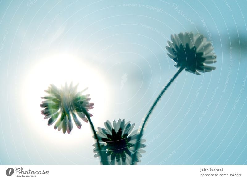 daisies of the galaxy Colour photo Exterior shot Copy Space left Copy Space right Copy Space top Neutral Background Sunlight Back-light Worm's-eye view